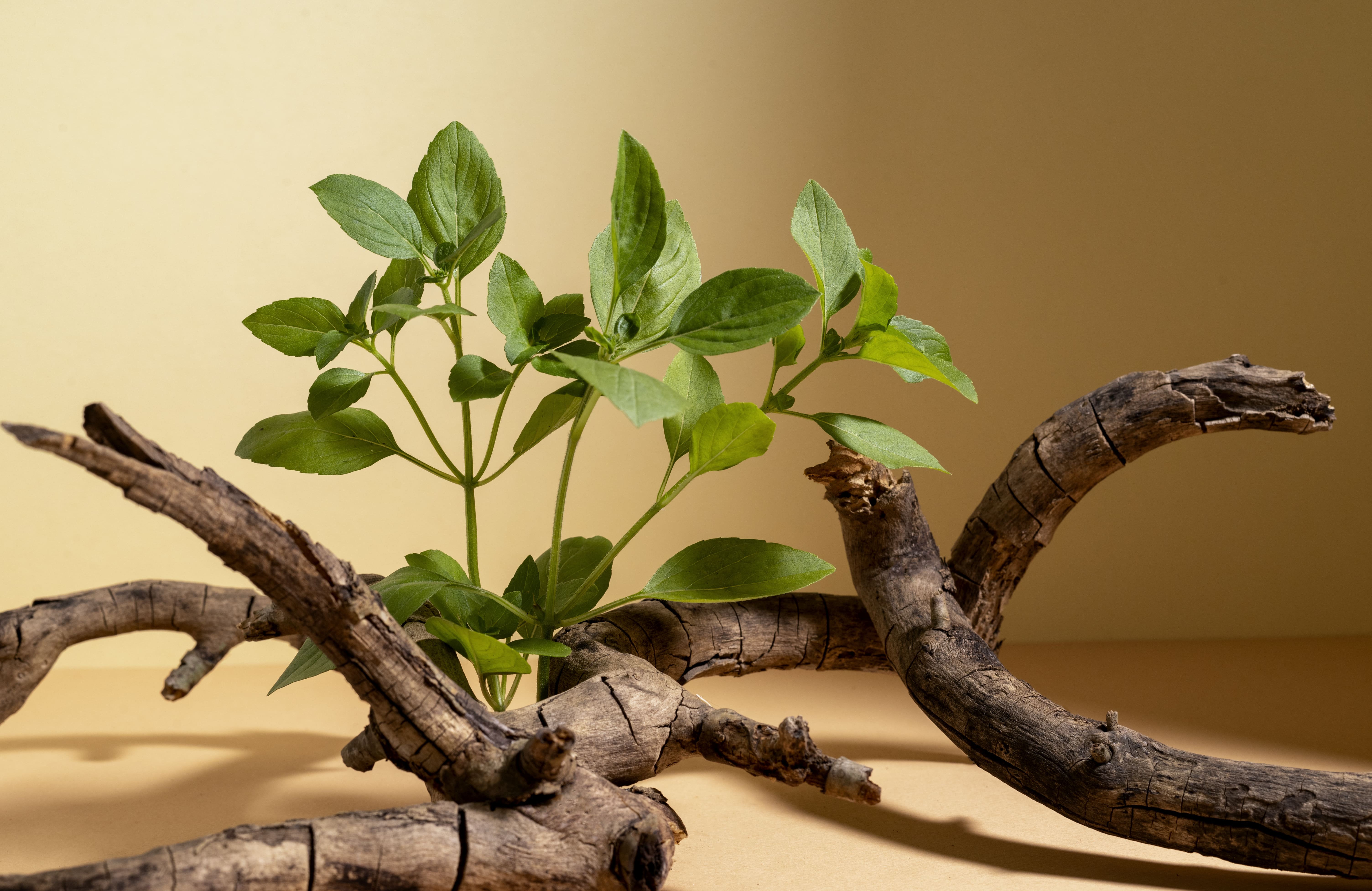 Ashwagandha Roots product suppliers in india, Herbal Roots suppliers in india, Ashwagandha Roots suppliers in india, Aaditya Traders suppliers in India